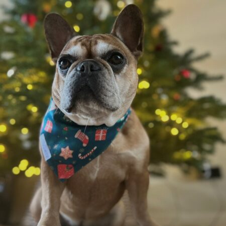 Kerstbandana - groen